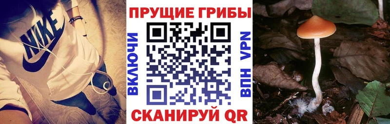 Псилоцибиновые грибы мицелий  Кимовск 